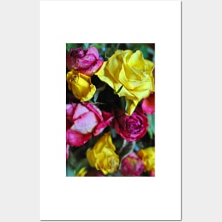 Yellow Pink And Red Rose's Summer Flowers Posters and Art